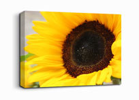 collagecanvas0's profile picture. 