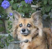 Frankie was rescued from a hoarder situation, lived the rest of his life having a fun dog's life with us on the San Diego coast. We couldn't have loved him more