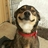 quevacilovei's profile image