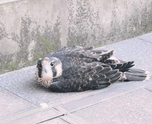 毎日ハヤブサを観察していますLove cats and birds: mountain hawk eagles, peregrine falcons, swifts. Tweets mainly about the peregrines in Osaka, Japan. 織田哲郎さんのファンです♪