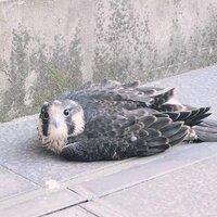 山瀬 美猫 (@yamasemineko) Twitter profile photo
