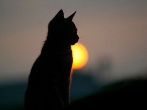 宝塚が好きな地方ライビュ組。月組は特別。轟悠様も特別。今は広く浅く気になる組を。ポケモン、ネオロマ、ホビアニ、ATLASなんかも愛する雑食。ウマ娘微課金勢。タキオン、オペラオー、ナカヤマ、サウンズオブアース、エース、メノ。