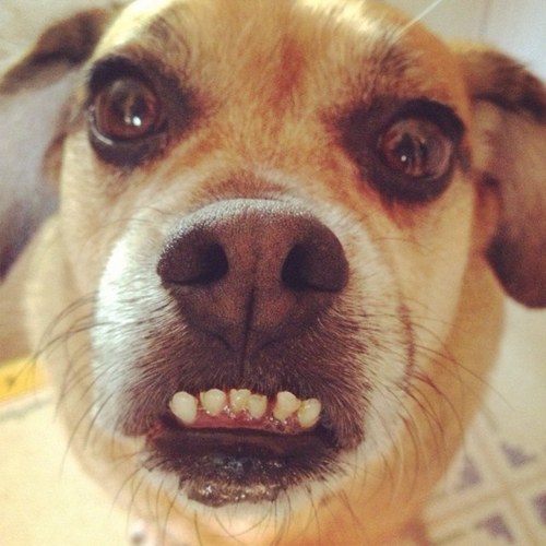 imsamthedog's profile picture. On the endless quest to finally catch my tail.