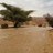 tamim_ibrahim's profile image