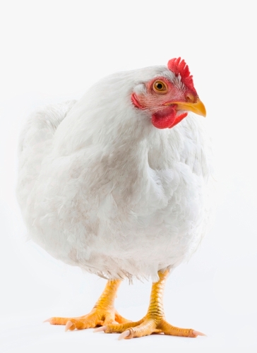 MNchicken Profile Picture