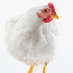Minnesota Chicken (@mnchicken) Twitter profile photo Minnesota Chicken (@mnchicken) Twitter profile photo