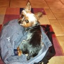 Remi Rodriguez - @RemiDogLife - Twitter