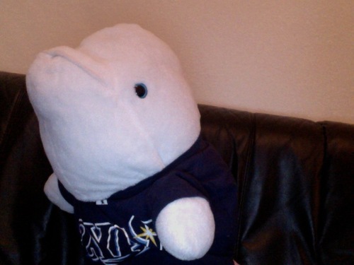 babygrayson11's profile picture. I'm the greatest Beluga whale in the world. I love Krispy Kreme doughnuts, snuggling, sleeping, Rays baseball, swimming, animal print, and Toddlers and Tiaras!