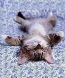 amanada1234's profile picture. 