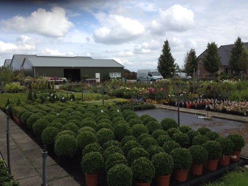 Boomkwekerij/ tuincentrum Westerkwartier is een 9 hectare grote kwekerij tussen Groningen en Drachten. (Niebert) Voor alle tuinplanten kunt u bij ons terecht