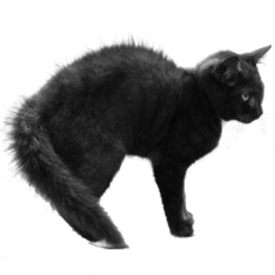 Katzen Vertreiben On Twitter Vertreibe Katzen Aus Dem Garten