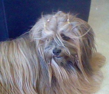 Ik ben Bo, een Lhasa Apso. Ik woon bij @VanDammeTheBull en ben geboren 7 juni 2001. Ik hou van mijn tuin en van zonnen.