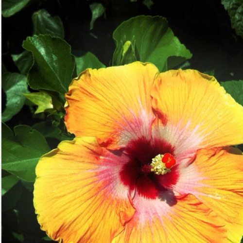 Cinderfuknrella's profile picture. nonya