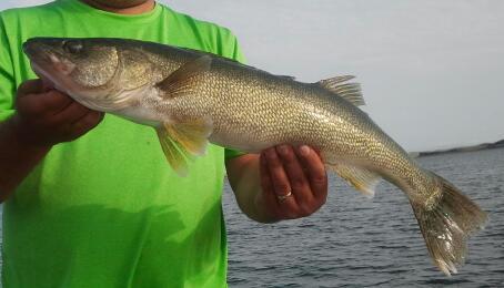 LakeOaheWalleye's profile picture. I like long swims, eating, resting, and procreation.