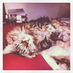 Emo Cat & Manic Dog (@emocatmanicdog) Twitter profile photo Emo Cat & Manic Dog (@emocatmanicdog) Twitter profile photo