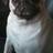 PugOwnerProblem's profile image