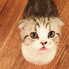 Taylor Swift's Cat. I Love Yarn.Meow.