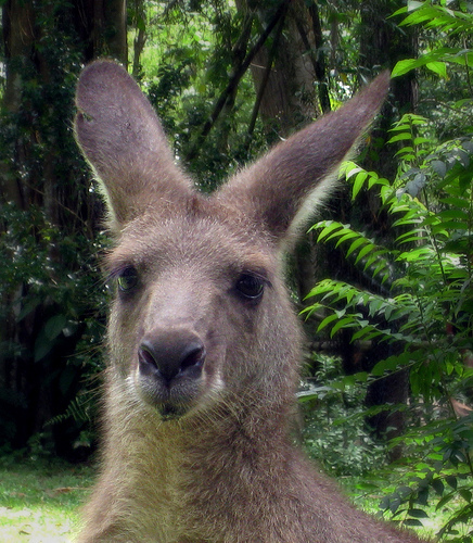24 Hour Automotive Locksmith (named after the roo) servicing Spring Humble, George Bush International Airport and more. Lost Car Keys? Call Hopperlock.