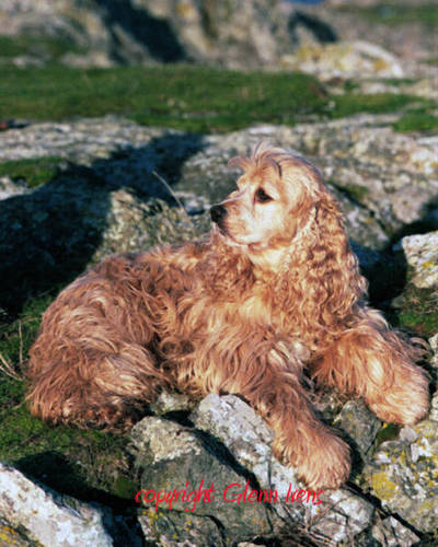 javalon04's profile picture. Professional Photographer, Senior Photographer/Reporter ISN, owner Glenn Ivens Photography