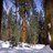 Sequoia_trio's profile image