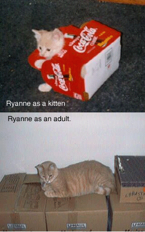 dellacats's profile picture. Pharmacist & Involved in Cat Rescue.