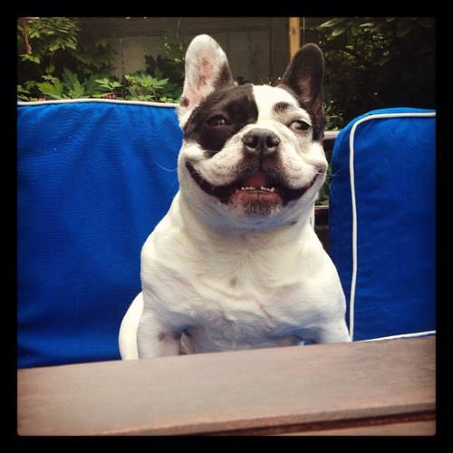 Petey_Pipes's profile picture. I'm a little rescued French Bulldog. I love my heavy metal dad @campipes, my rnr mommy @hothearted, my cat brothers, anything frenchie related and bananas!