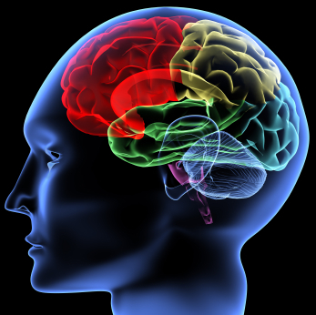 Your source for the latest news on Neuroscience