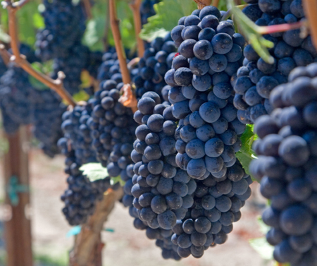 RipeVines's profile picture. Boutique Wineries, Tasting Room Wine Club, Farmers Markets, Organic Farms