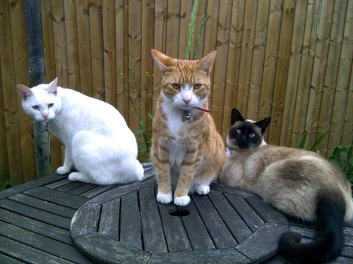 Currently training for the Bupa Great South Run to raise money for Cats Protection.