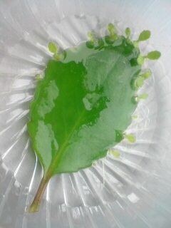 kashira__'s profile picture. 頭と書いてかしらです。