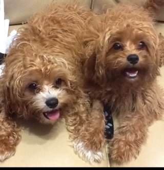 KBFC13's profile picture. Bike messenger, XC MTB racer,  M*A*S*H, Brisbane Lions,  Swansea City FC, Torquay United FC