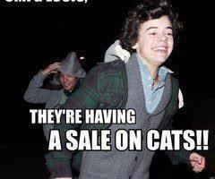 Directioner. Certified cat lady. Follow my personal account @cat_hugs
