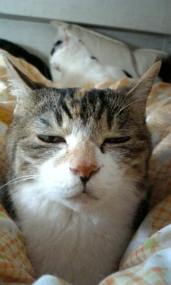 ⚽F C東京,代表,各年代
🐱猫
⚾三高
/海外&国内遠征/美味しいの/RT多め/息吐くように毒吐きます/TL荒らしてすみません/
W杯🇯🇵🇩🇪🇿🇦🇧🇷🇷🇺+🇬🇷🇮🇷🇻🇳🇹🇭🇧🇭🇰🇷🇺🇿🇦🇺🇭🇰🇨🇳🇯🇴🇦🇪🇸🇬🇮🇩🇵🇱🇲🇲🇶🇦