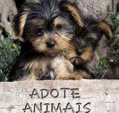 adote_animais Profile Picture