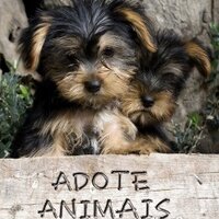 🐥🐄🐕 Adote Animais 🐱🐢🐎 (@adote_animais) 's Twitter Profile