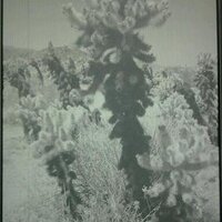 SRTR (@srtr) 's Twitter Profile