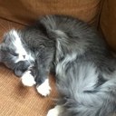 Milo Mathew Morris - @MiloIsCute - Twitter