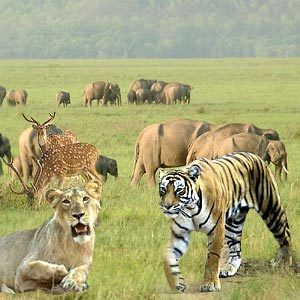All the latest breaking news about Wildlife.