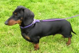 I am @ExceedingShadow Dog.... Im Black