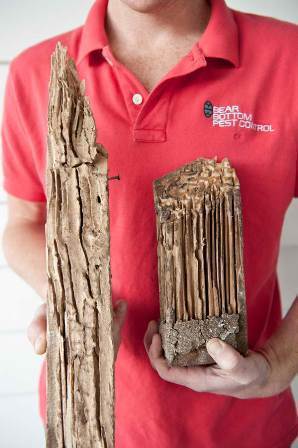 pestinspectionz's profile picture. This site tweets news and information about pest inspection, pest control, termite control, etc.