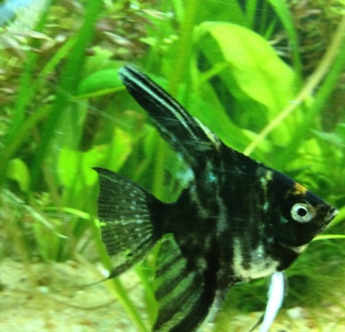 ibthefish's profile picture. 