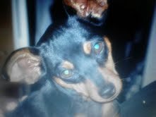 Woof-rrific Mini Pin, Loves to Play with his pal the rubber pig n raccoon! Raider fan & everything LA. Don’t let his size fool you! detroit.cathern@facebook.com