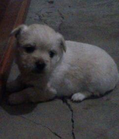 inspector de billeteras