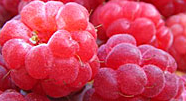 Offering up little nuggets of nutritional info that make being healthy fun and easy!