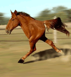A bad day at the races is better than a good day at work”
