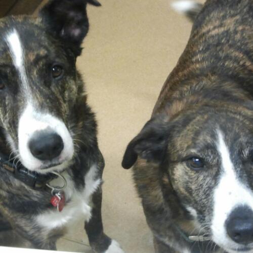 haslemerepets's profile picture. Owner of multi-award winning Haslemere Pet Co.  Animal Welfare/Conservation/ Zoos my interests, aviation and affordable sports cars too! And wine!