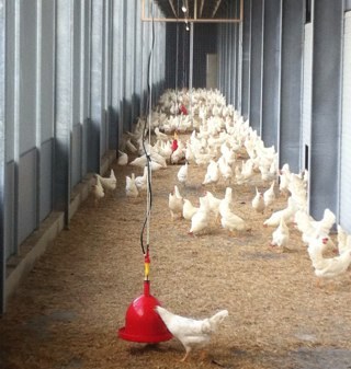 eggharvester's profile picture. een jong dynamisch pluimveebedrijf gevestigd in het mooie Flevoland.