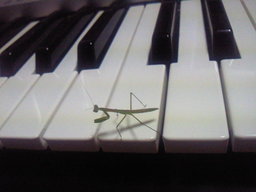 音楽をやっています。男です。