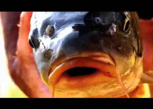 imagine if fishing was a chore