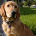 PAWDR (@pawdr) Twitter profile photo